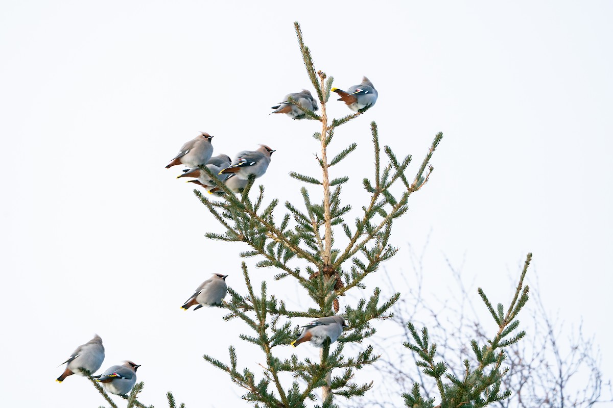 Seidenschwanz - ML647223483