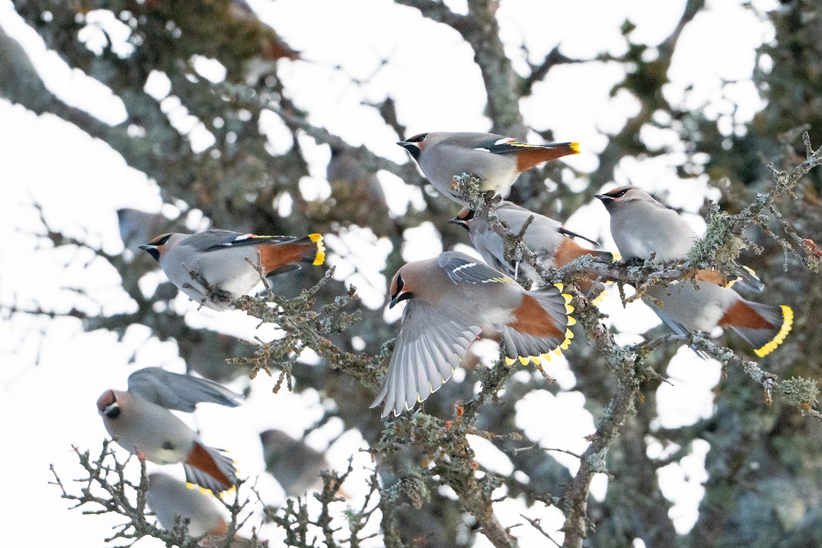 Buztanori boreala - ML647223484