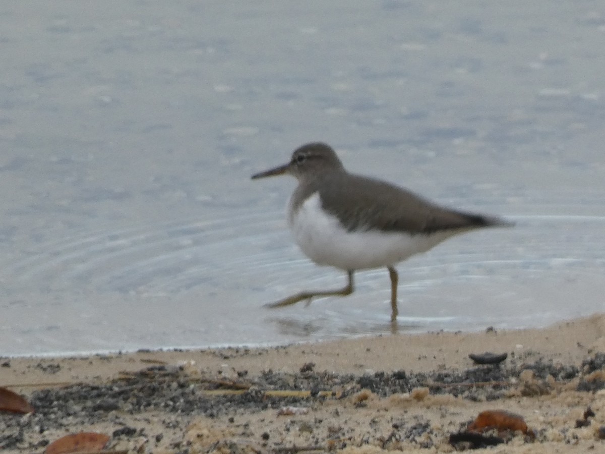 アメリカイソシギ - ML647223485