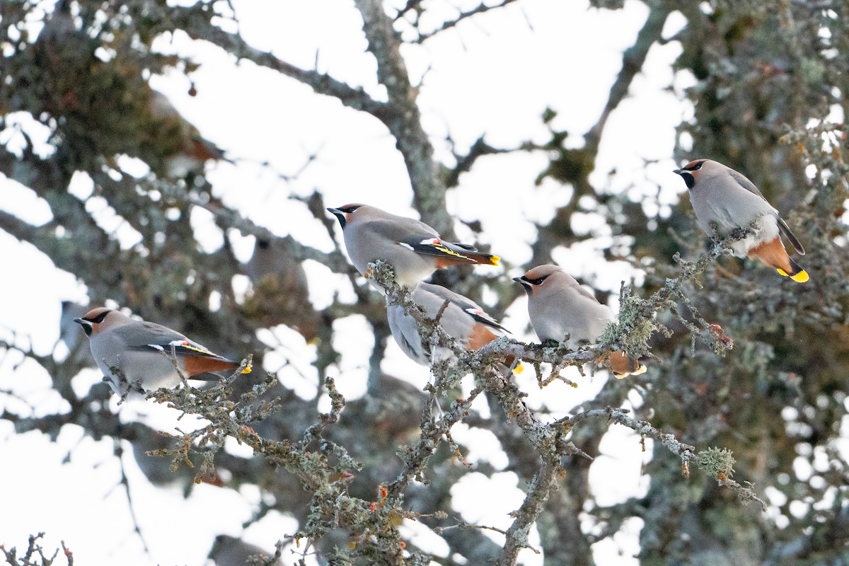 Buztanori boreala - ML647223486