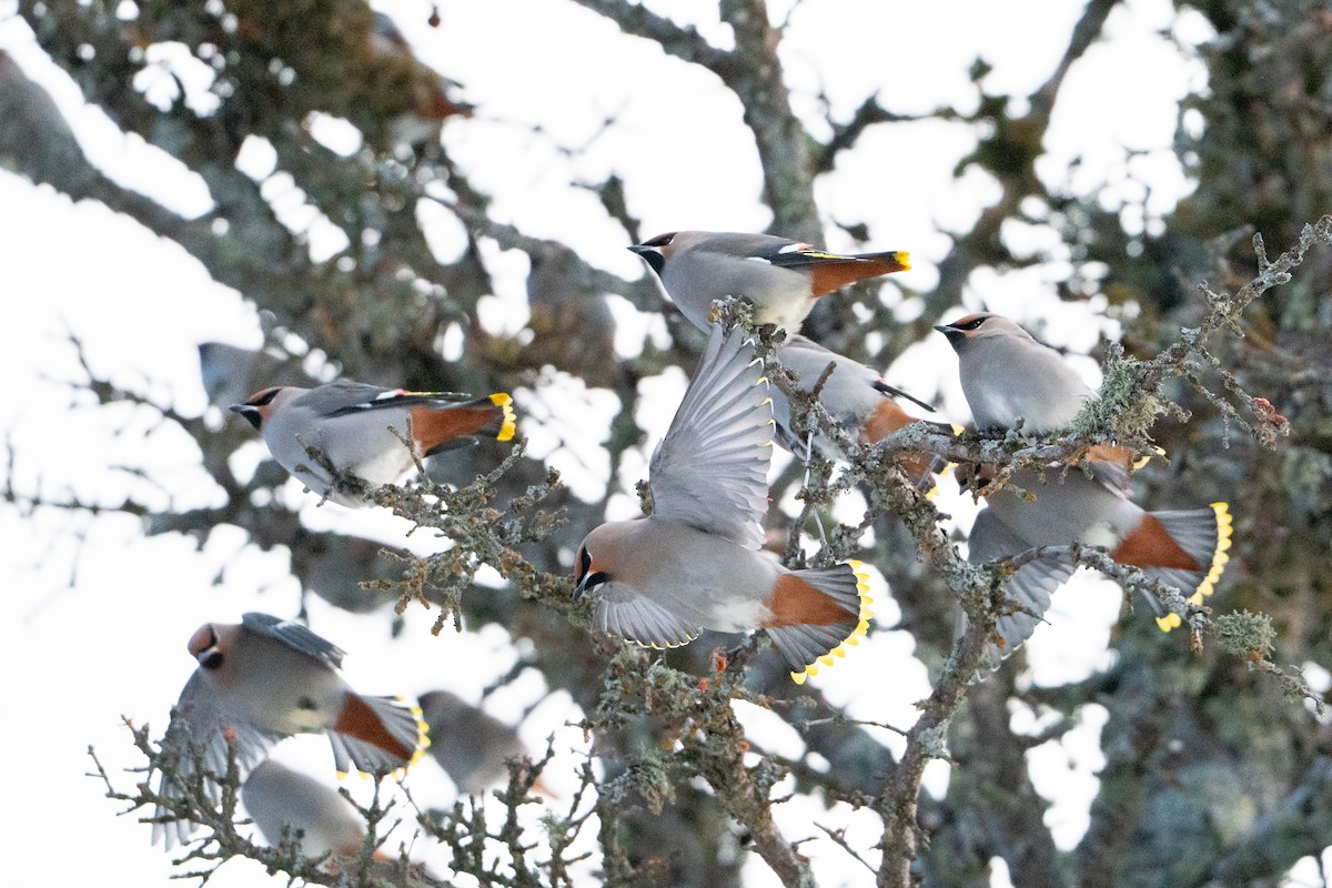 Buztanori boreala - ML647223487