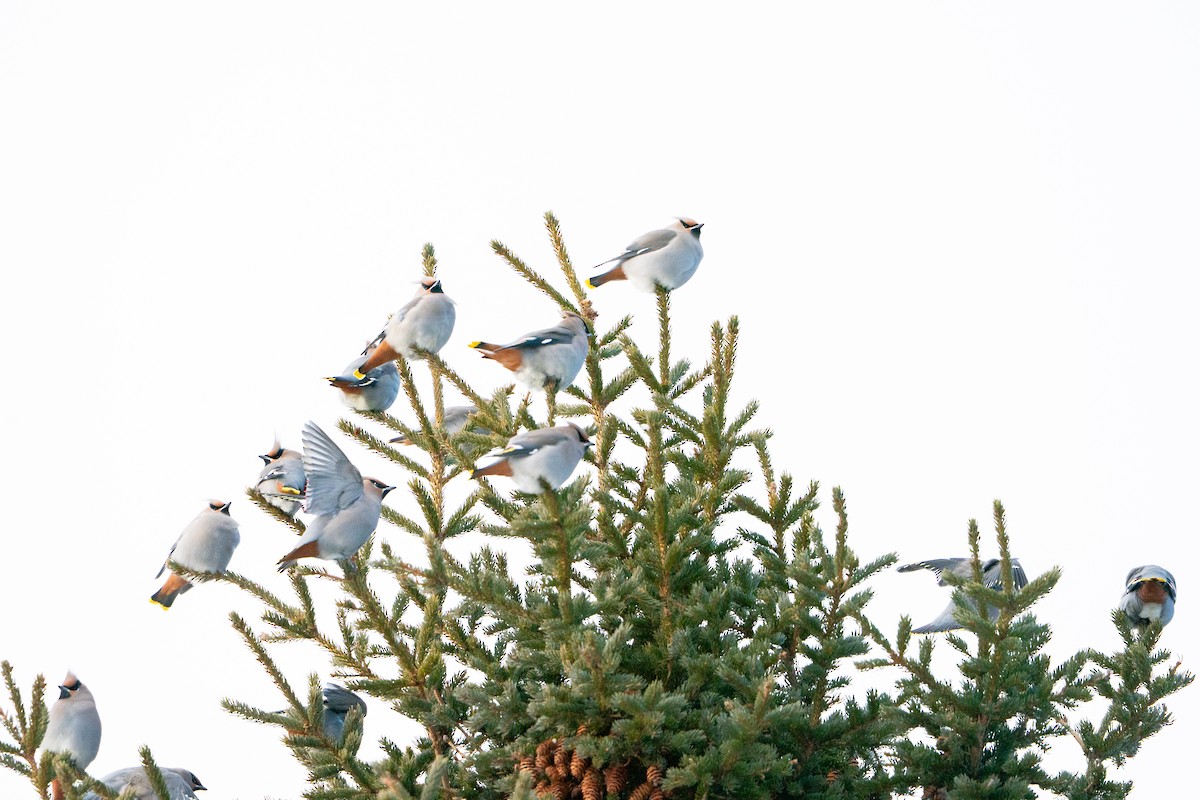 Buztanori boreala - ML647223488