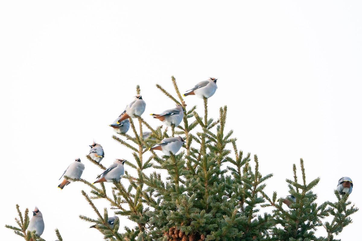 Buztanori boreala - ML647223489