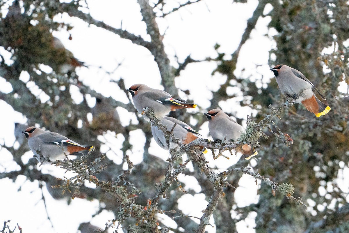 Buztanori boreala - ML647223490