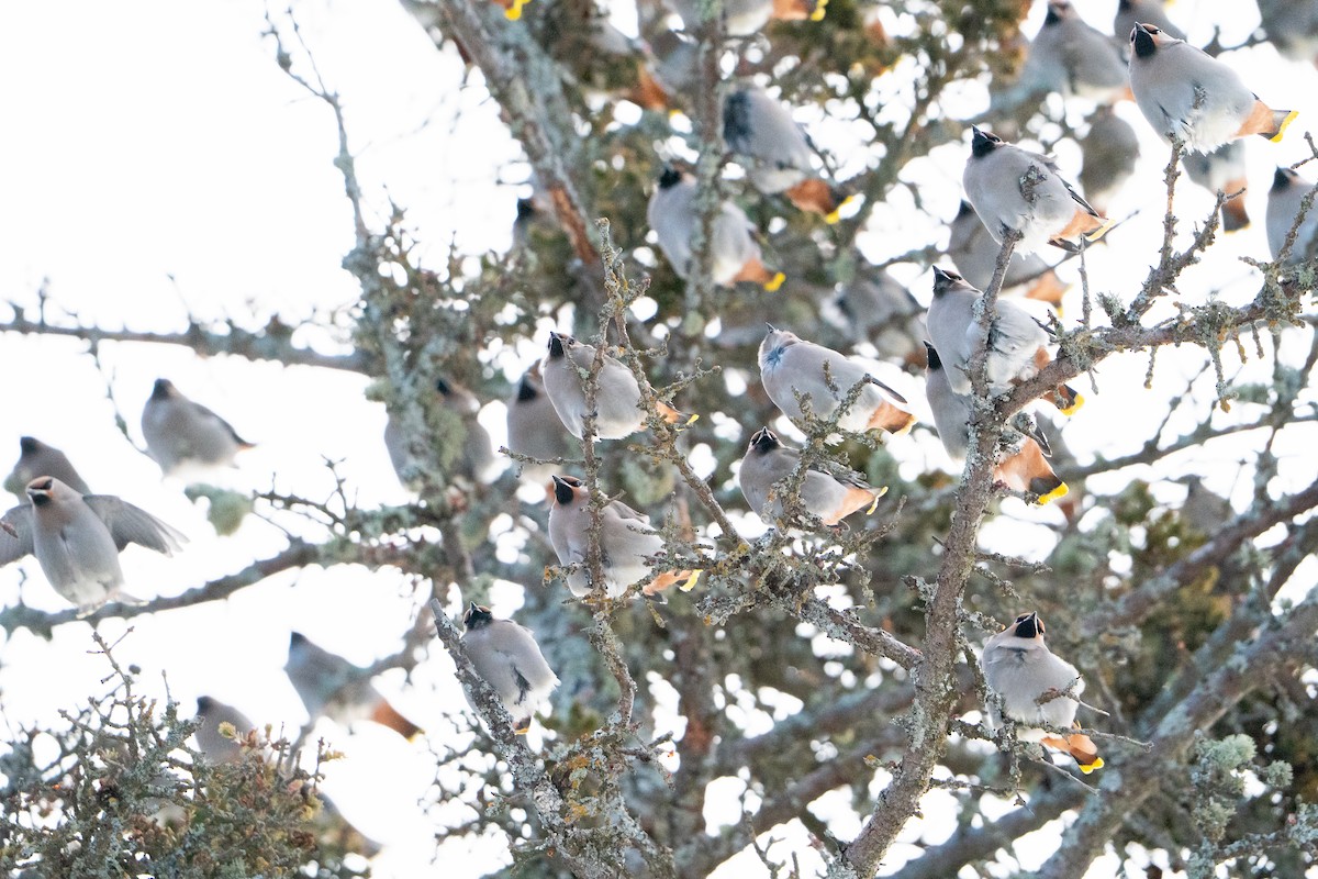 Buztanori boreala - ML647223492