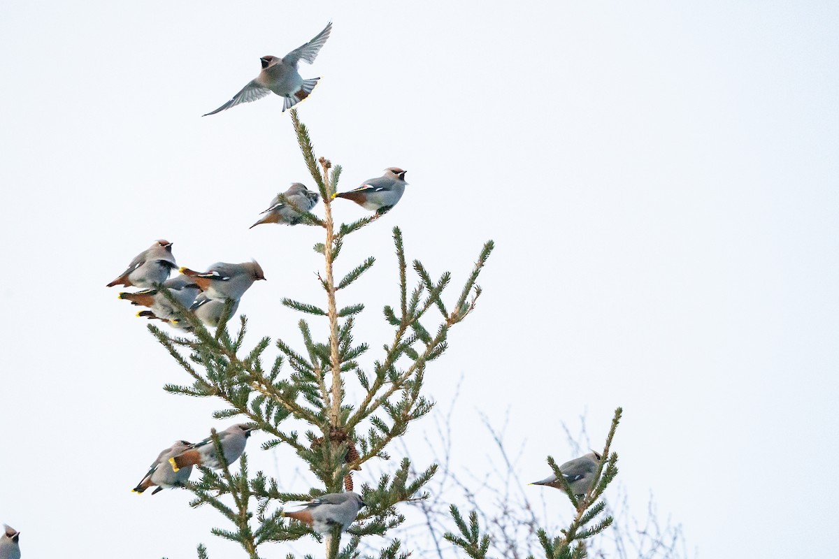 Buztanori boreala - ML647223493