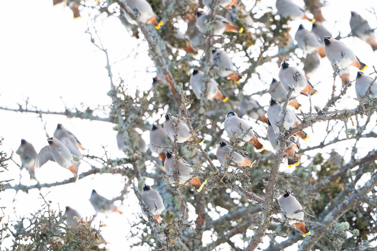 Buztanori boreala - ML647223495