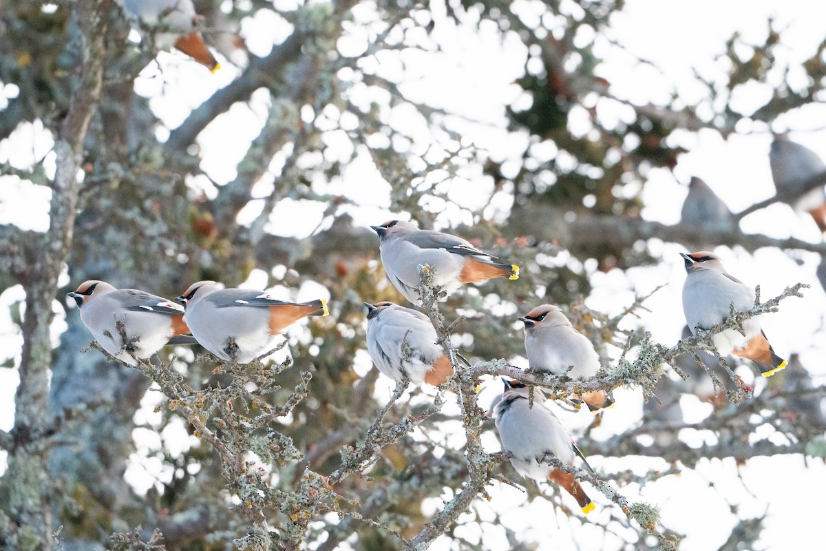 Buztanori boreala - ML647223496