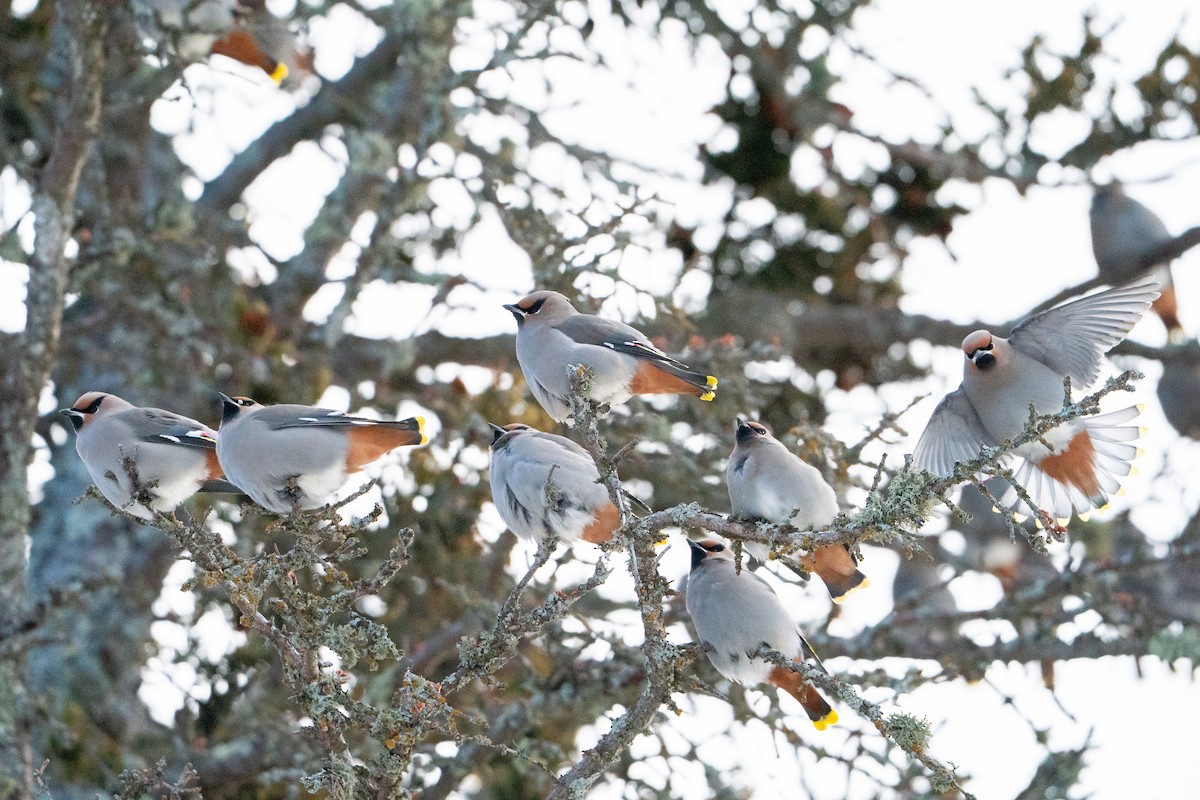 Buztanori boreala - ML647223497