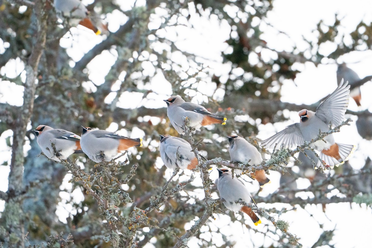 Buztanori boreala - ML647223498