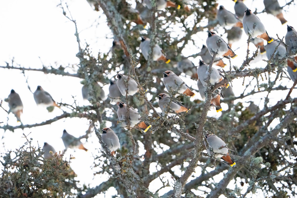 Buztanori boreala - ML647223499