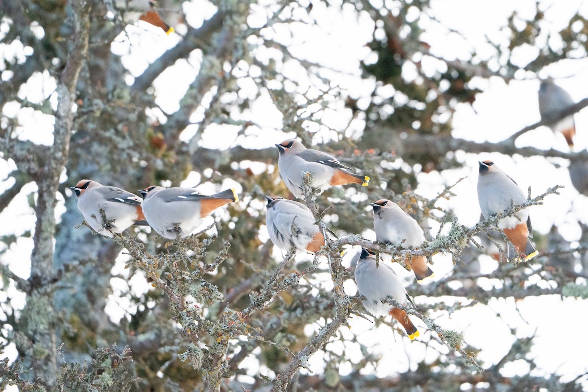 Buztanori boreala - ML647223500