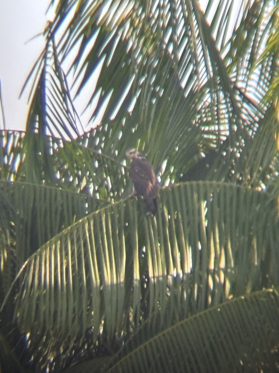 Snail Kite - ML647223502