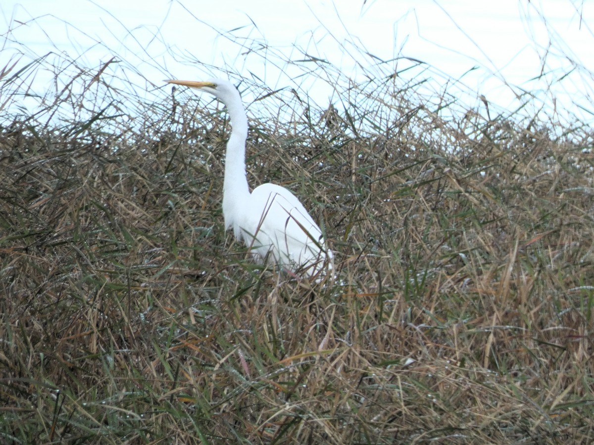 Great Egret - ML647223504