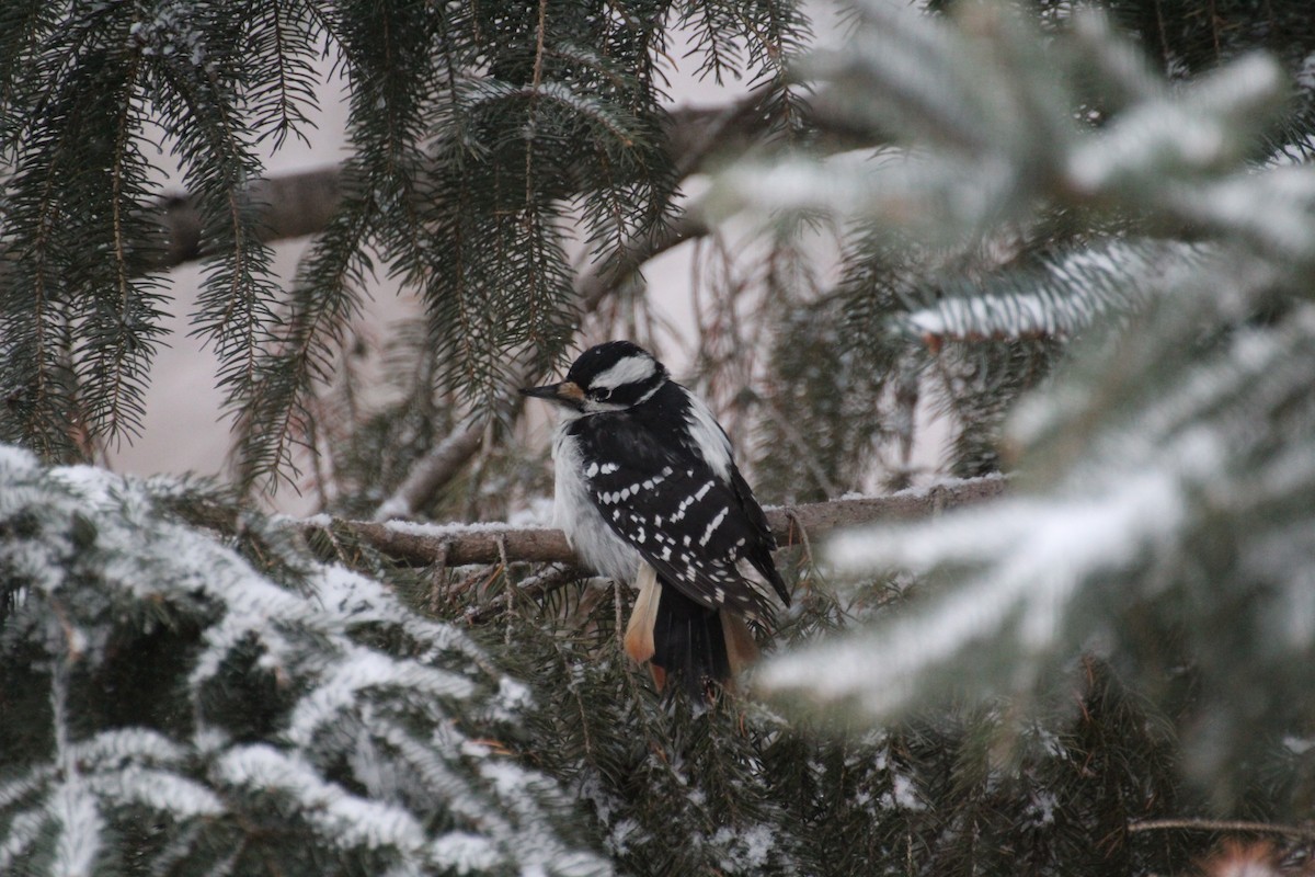 Haarspecht - ML647223505