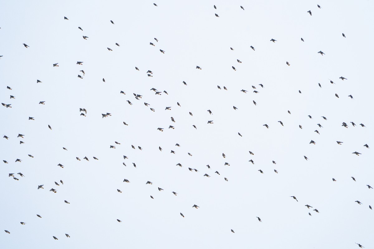 Buztanori boreala - ML647223506