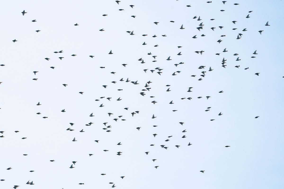 Buztanori boreala - ML647223507