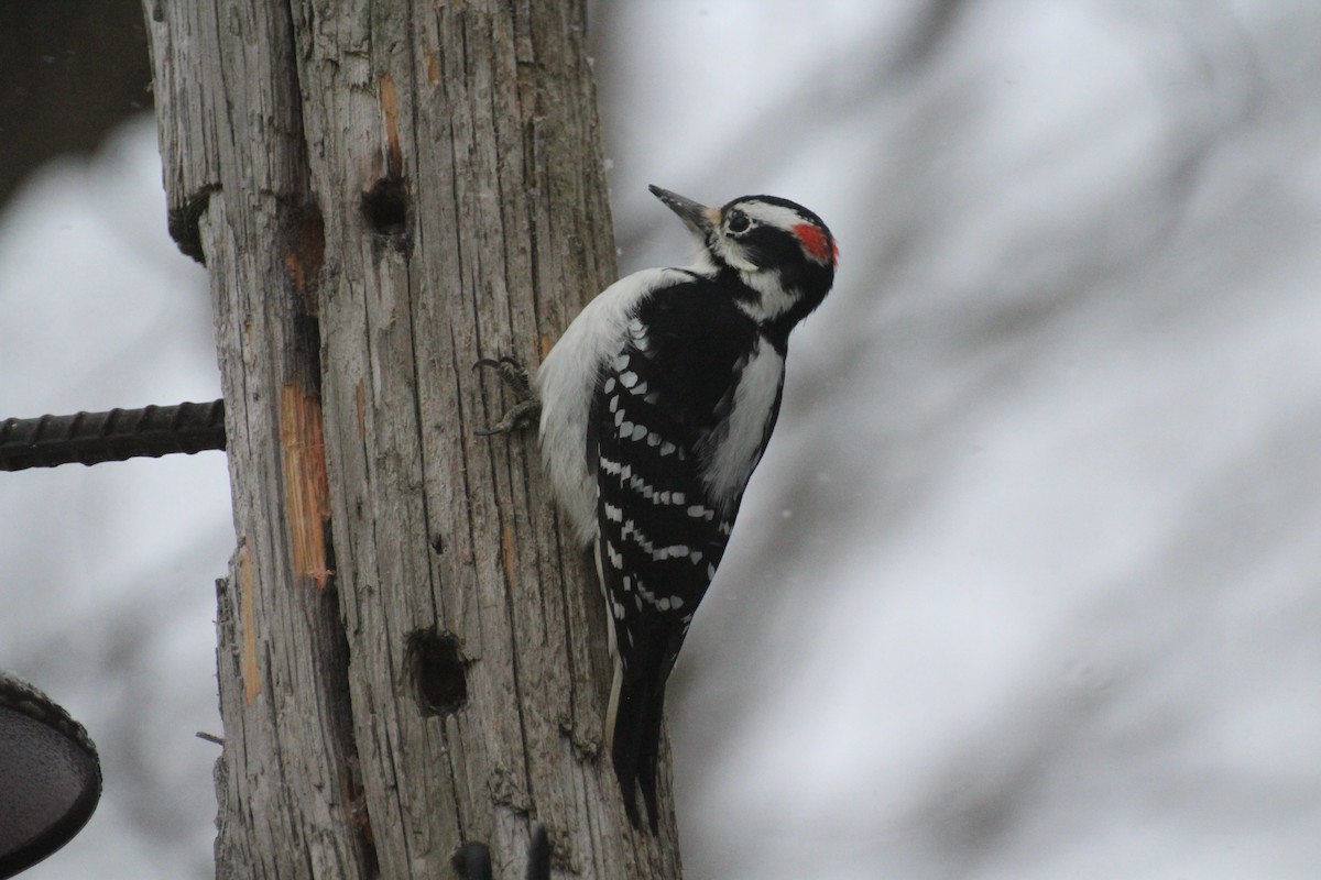 Haarspecht - ML647223526