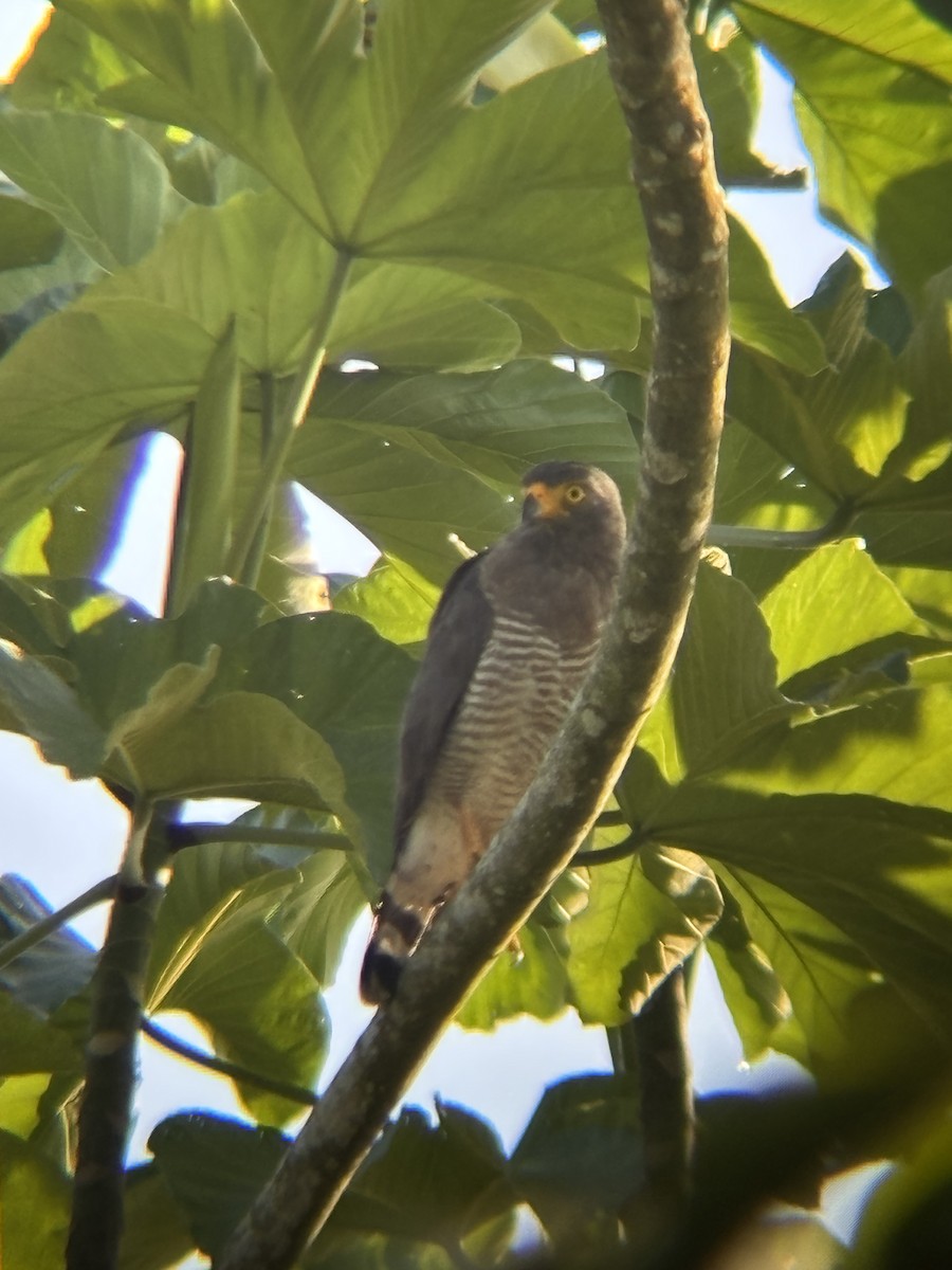 Roadside Hawk - ML647223529