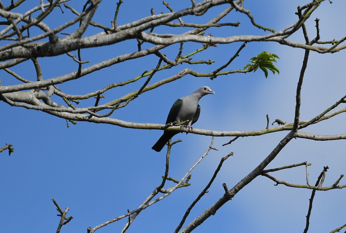 Green Imperial-Pigeon (Green) - ML647223531