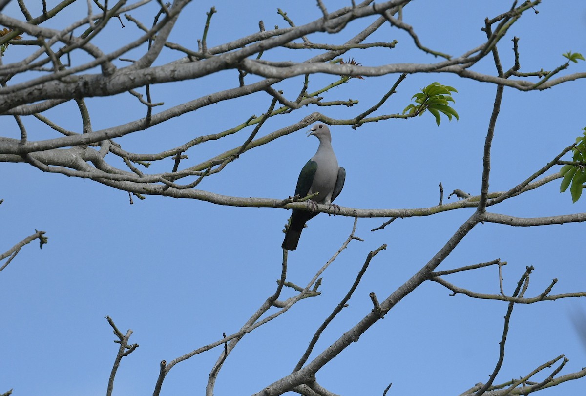 Green Imperial-Pigeon (Green) - ML647223532