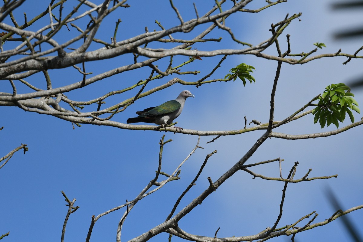 Green Imperial-Pigeon (Green) - ML647223533