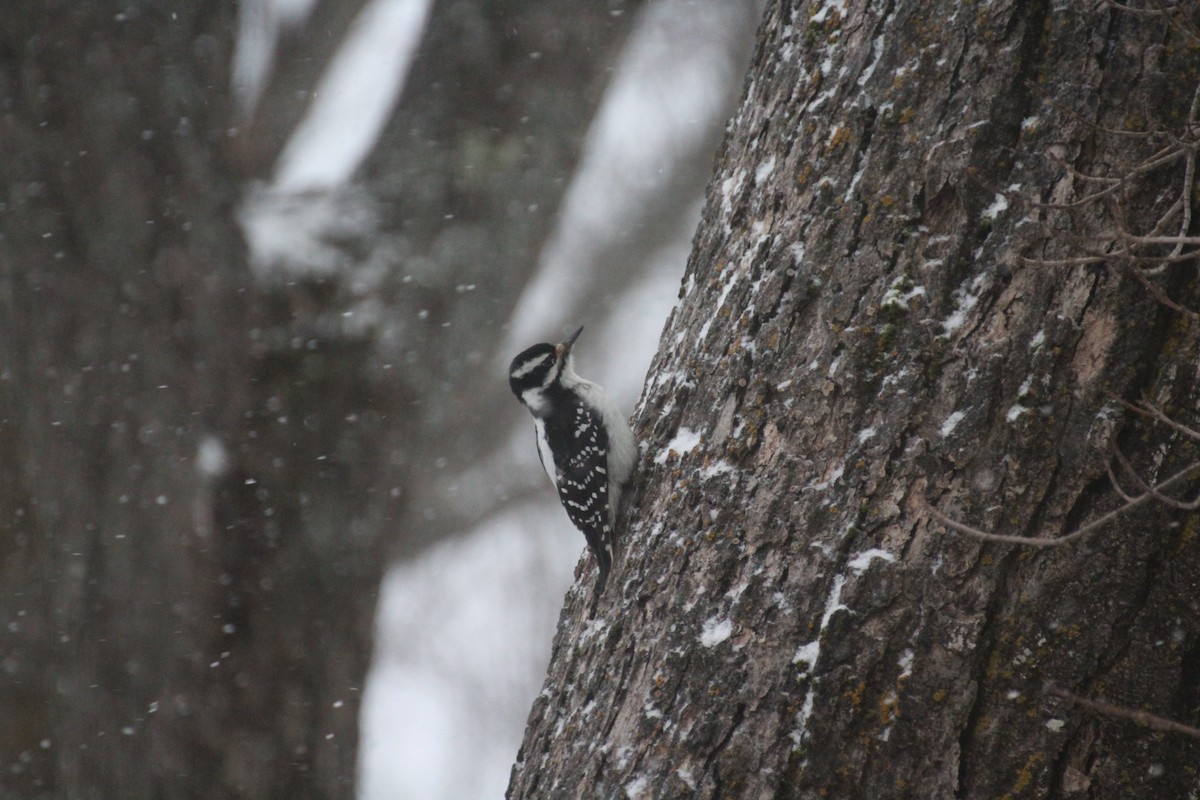 Haarspecht - ML647223535