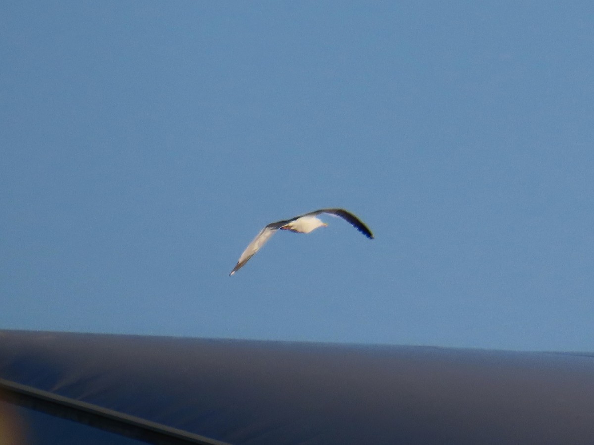 European Herring Gull - ML647223540