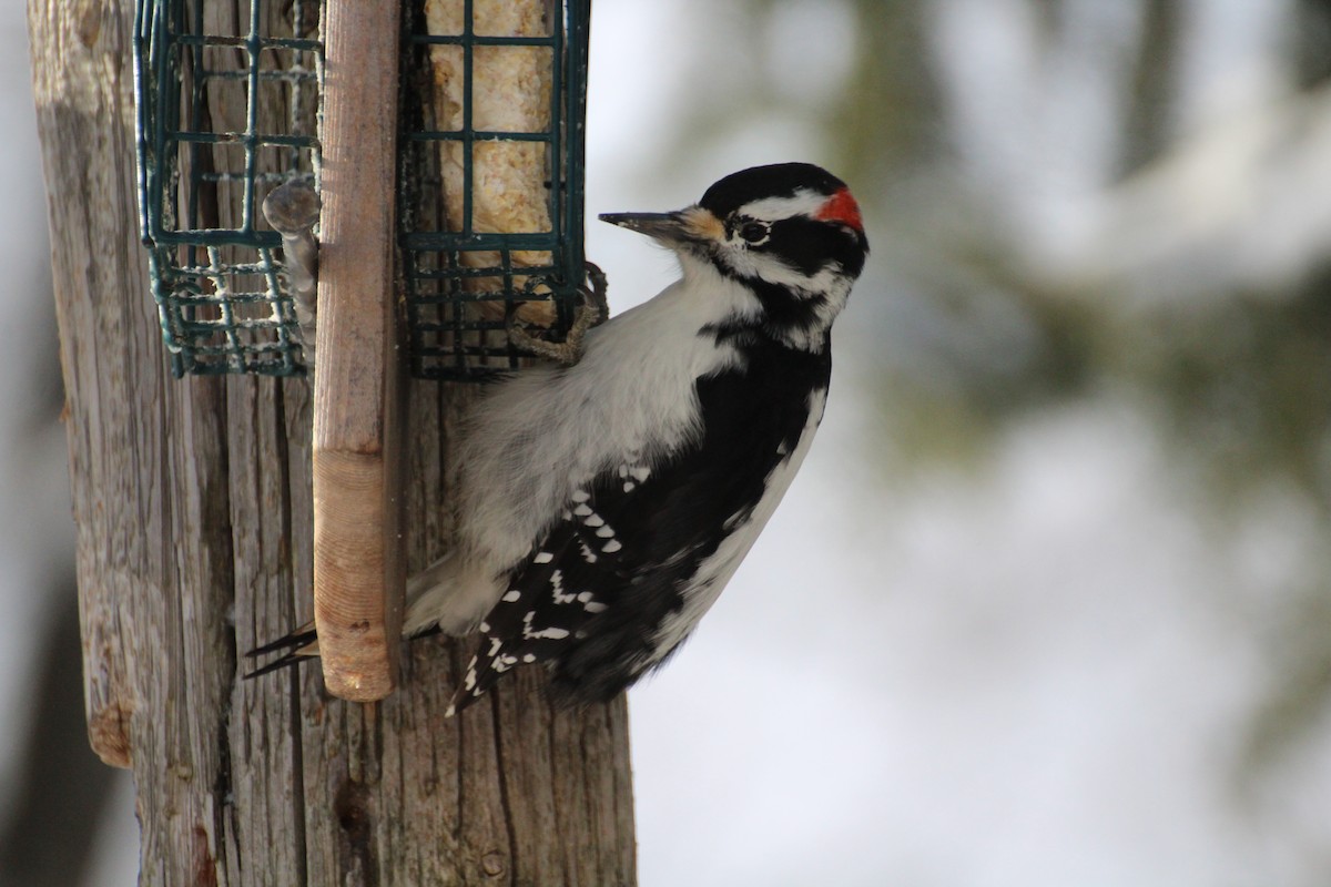 Haarspecht - ML647223546