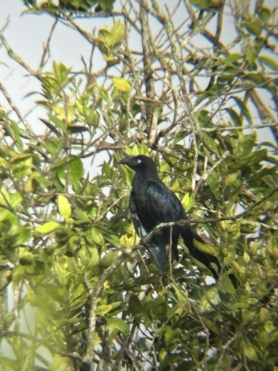 Greater Ani - ML647223549