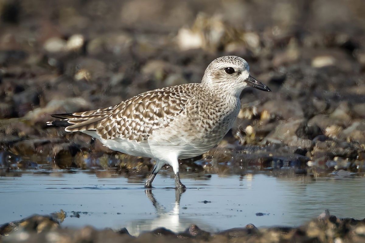 Black-bellied Plover - ML647223550