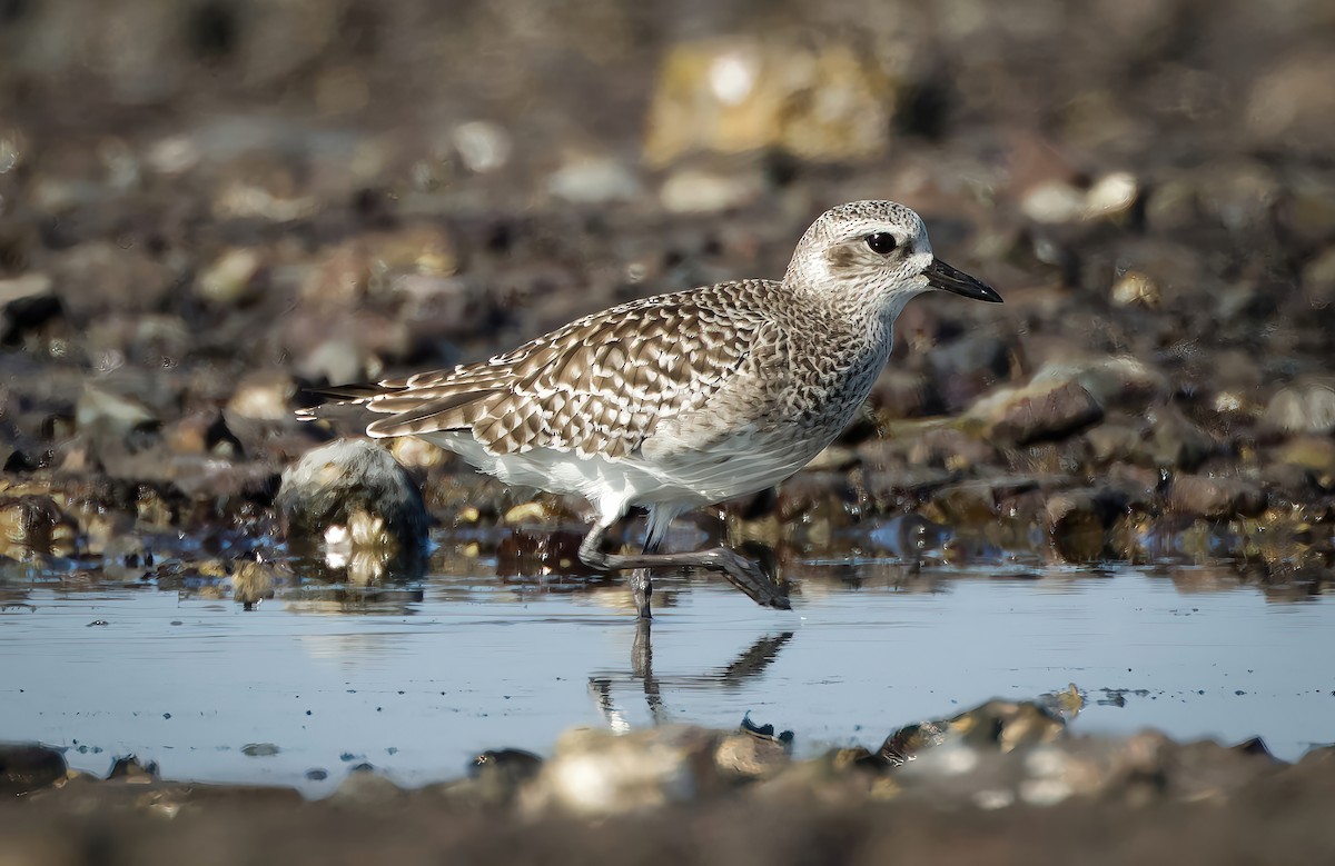 Black-bellied Plover - ML647223551