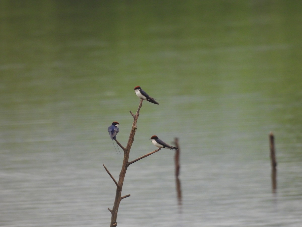 Wire-tailed Swallow - ML647223552