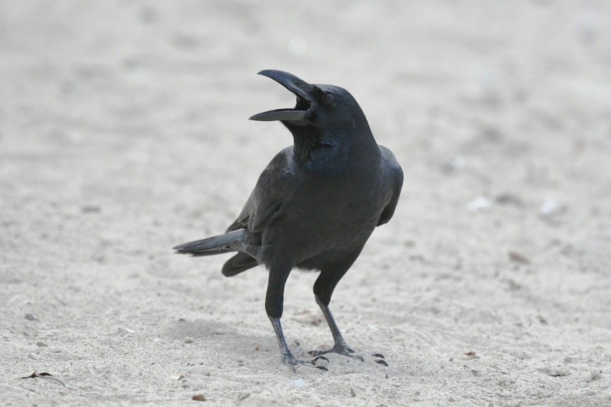 Large-billed Crow - ML647223553