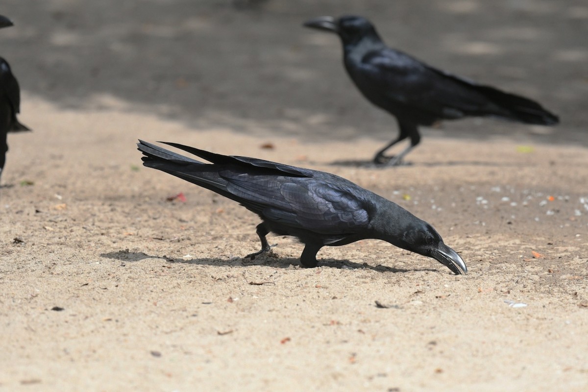 Large-billed Crow - ML647223554