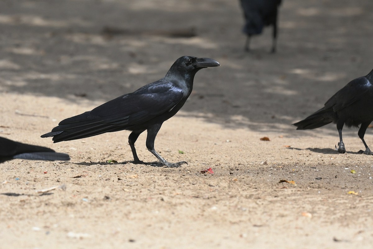 Large-billed Crow - ML647223555