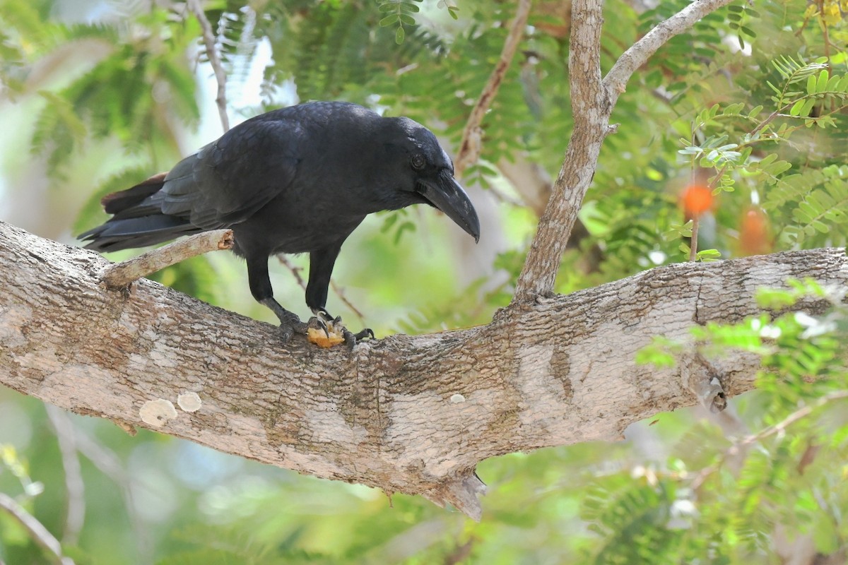 Large-billed Crow - ML647223556