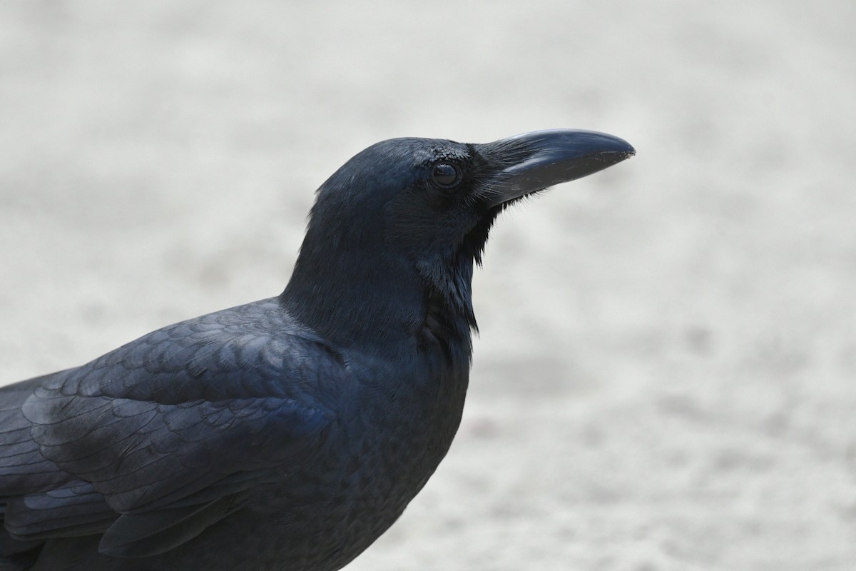 Large-billed Crow - ML647223557