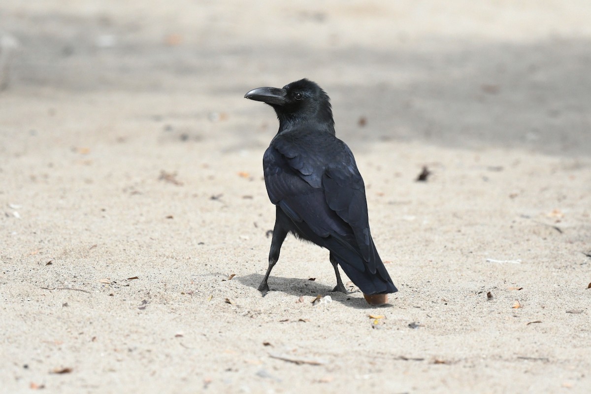 Large-billed Crow - ML647223558