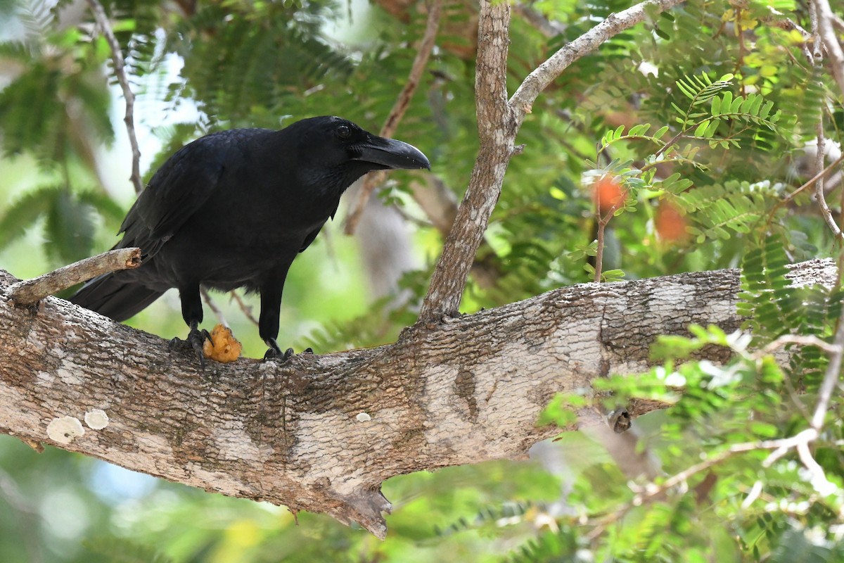 Large-billed Crow - ML647223559