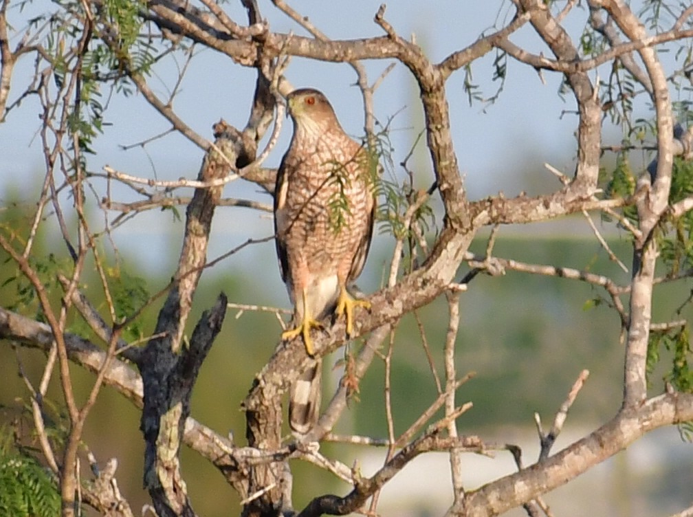 Cooper's Hawk - ML647223561