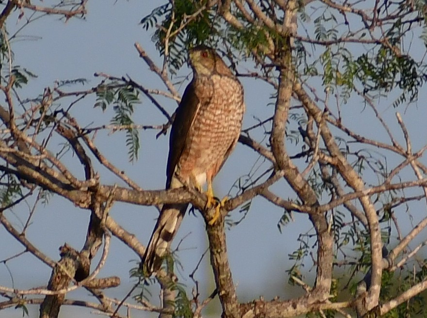 Cooper's Hawk - ML647223562