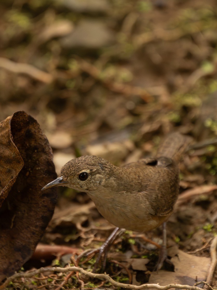 Southern House Wren - ML647223563