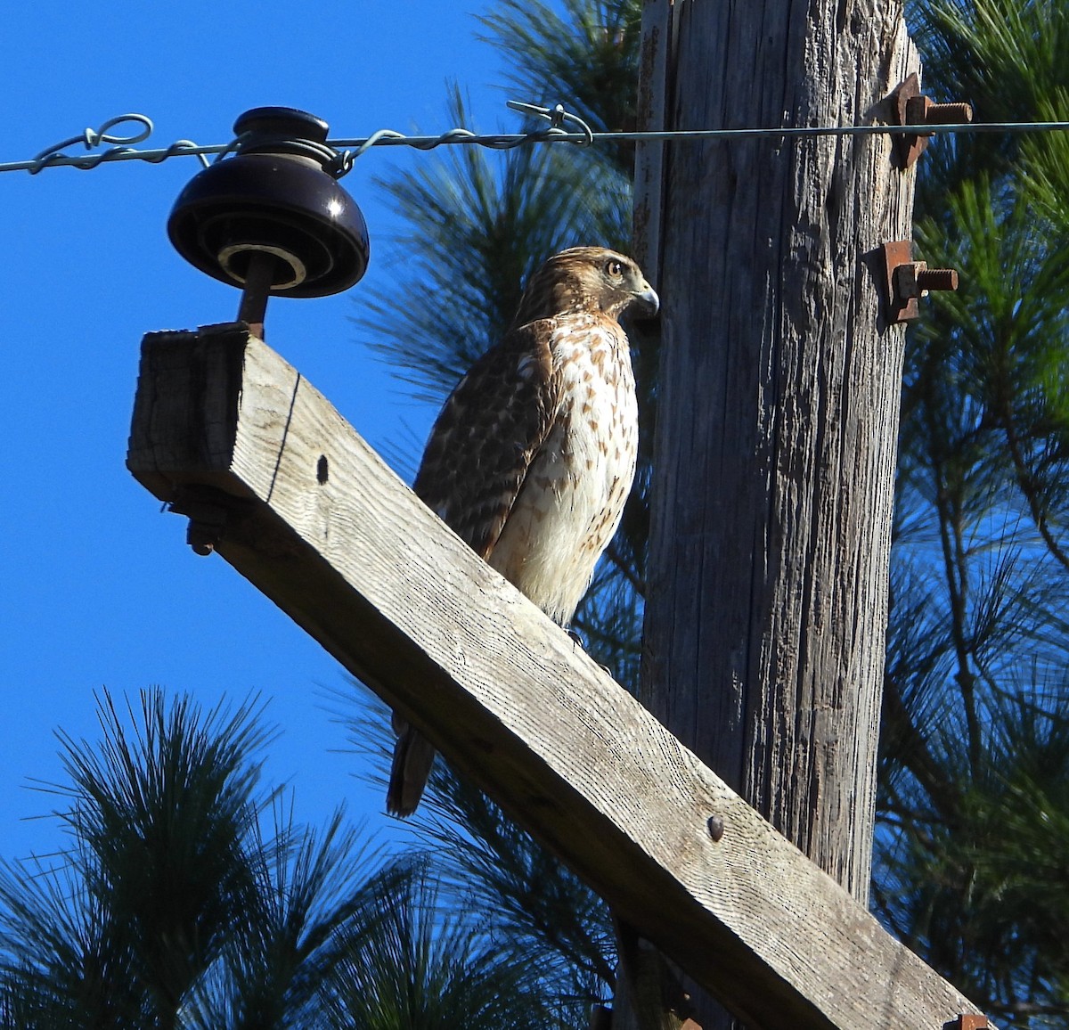 Red-shouldered Hawk - ML647223570