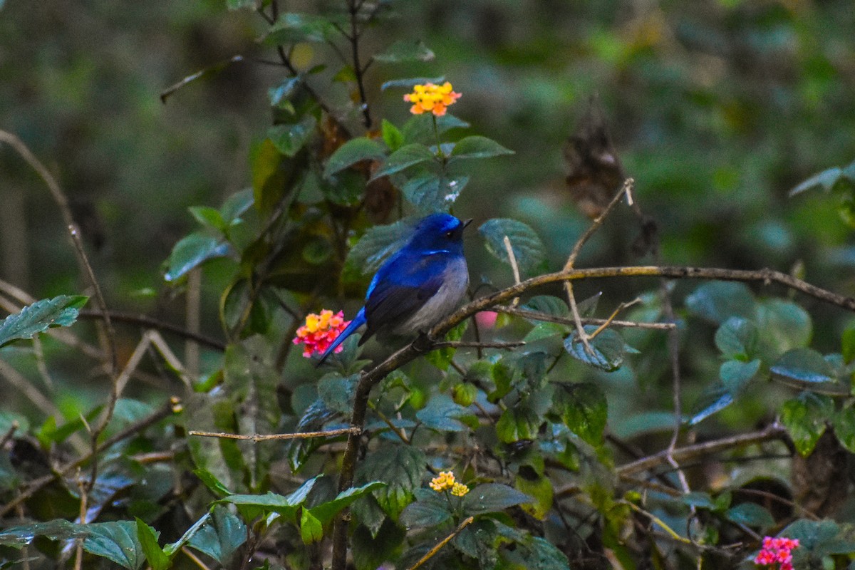 Small Niltava - ML647223571