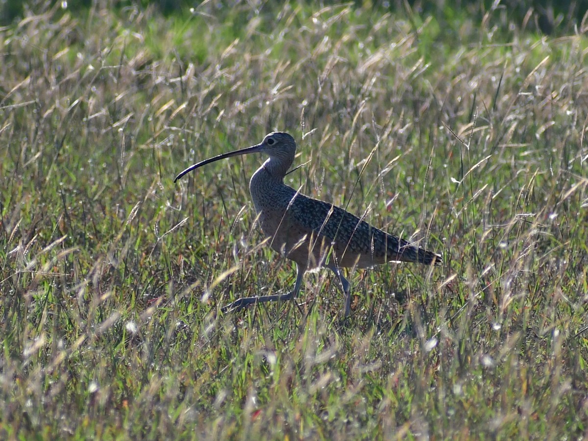 Long-billed Curlew - ML647223572