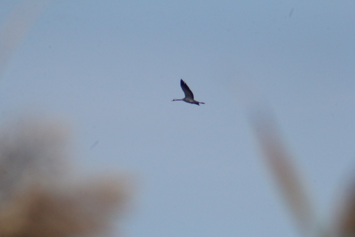 Common Crane - ML647223575