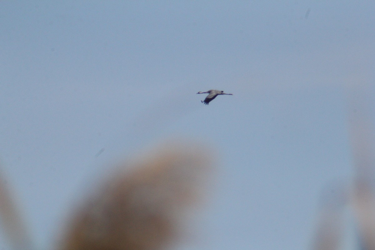 Common Crane - ML647223576