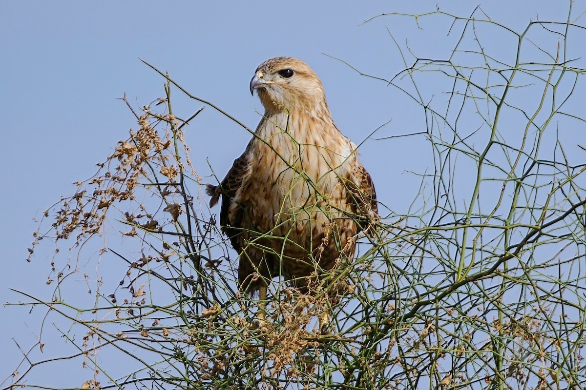 Long-legged Buzzard - ML647223581