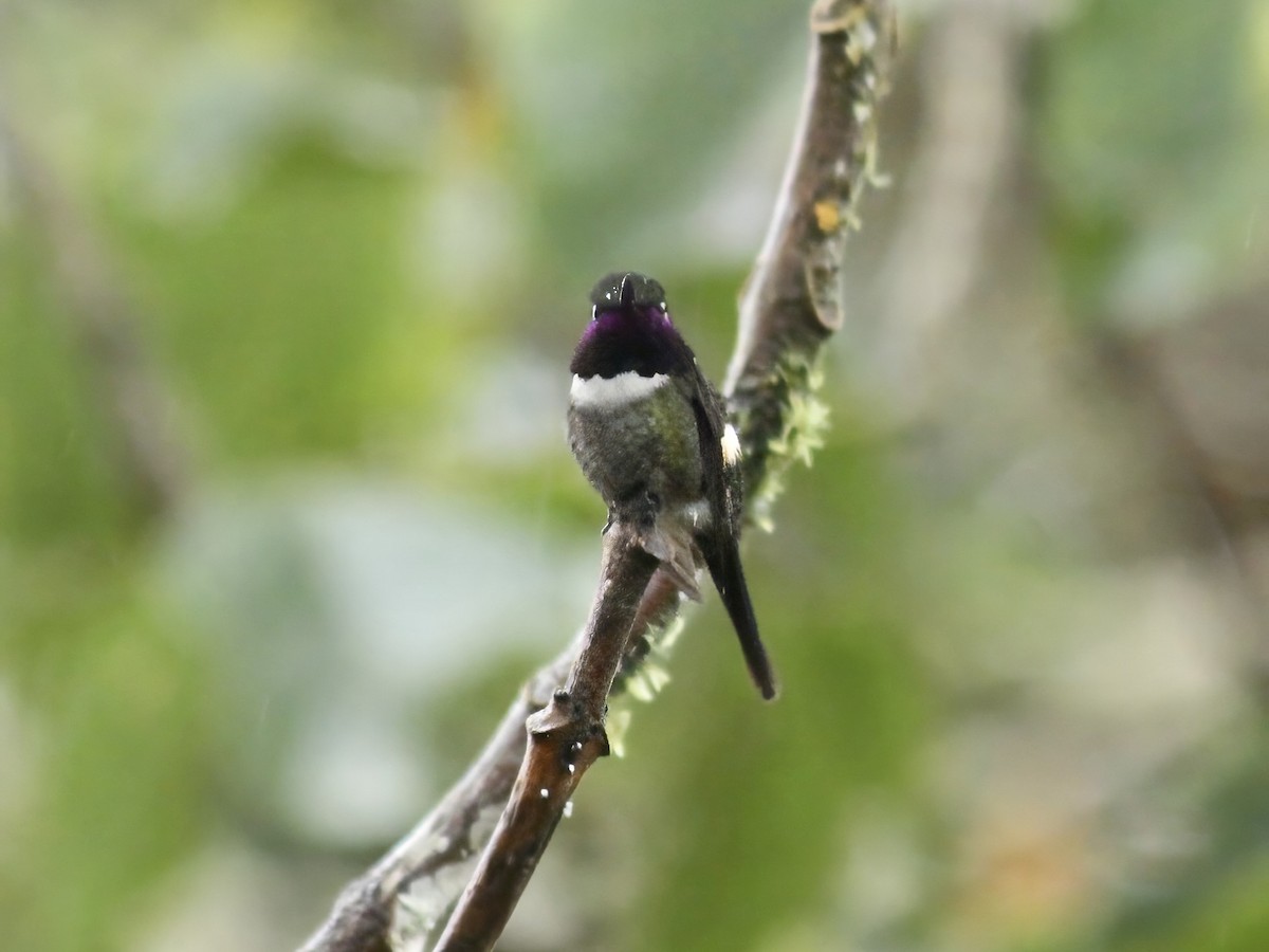 Purple-throated Woodstar - ML647223582